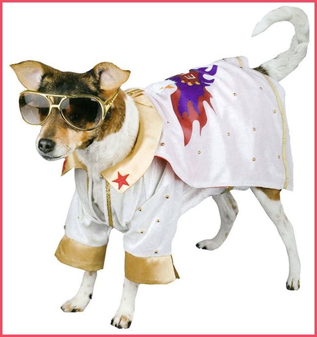 Tweedot blog magazine - carnevale costume per cani elvis
