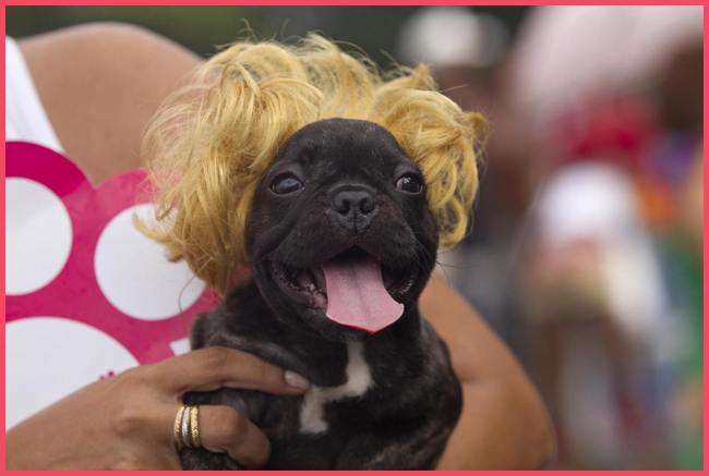 Tweedot-blog-magazine-carnevale-parrucche-per-cani.